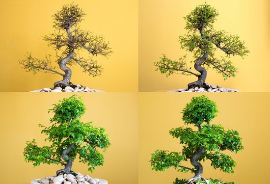 Scopri i luoghi dove raccogliere bonsai in natura: boschi, parchi, giardini botanici