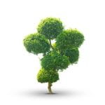 Come Fissare Suibam Alla Roccia Bonsai Utilizza cinture o corde per fissare saldamente i suibani alla roccia del bonsai