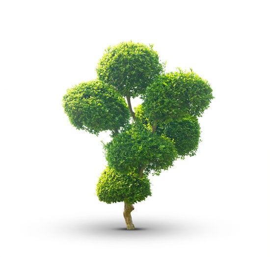 Come Fissare Suibam Alla Roccia Bonsai 1 Utilizza cinture o corde per fissare saldamente i suibani alla roccia del bonsai