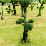 Come Curare I Bonsai Di Ulivo I segreti per curare i bonsai di ulivo: guida pratica e consigli utili