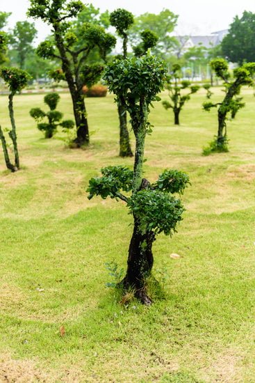 I segreti per curare i bonsai di ulivo: guida pratica e consigli utili