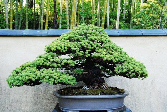 Guida pratica su come curare il bonsai di ficus: consigli, cure e manutenzione per la tua pianta