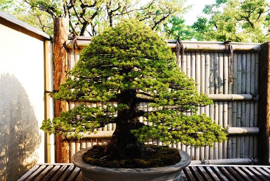 Quando Cambiare Vaso Al Bonsai 1 Scopri quando cambiare vaso al bonsai per garantirne la salute e la crescita