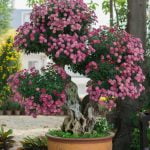 Utilizza concime specifico QUANDO UN BONSAI NON TRATTIENE L'ACQUA per migliorarne la capacità di ritenzione idrica
