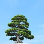 Come Potare Un Bonsai Pepe Guida pratica su come potare un bonsai pepe per mantenere la forma e la salute della pianta