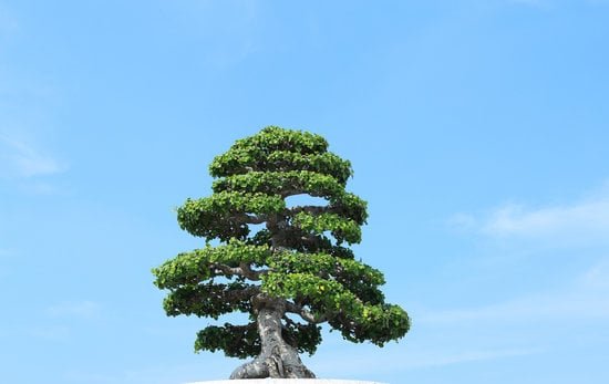 Come Potare Un Bonsai Pepe 19 Guida pratica su come potare un bonsai pepe per mantenere la forma e la salute della pianta