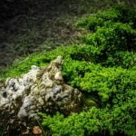 Come Dare l'Acqua Ai Bonsai I segreti su come dare l'acqua ai bonsai