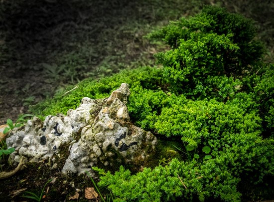 Come Dare l'Acqua Ai Bonsai 1 I segreti su come dare l'acqua ai bonsai