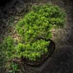 Scopri come fanno il bonsai: segreti e tecniche