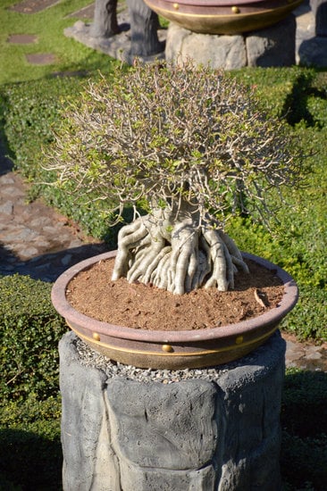 Quando Potare Un Ulivo Bonsai 1 Scopri quando potare un ulivo bonsai per mantenerlo sano e rigoglioso tutto l'anno