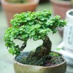 Suggerimento: Scegli il pino mugo per trasformare in bonsai la parola chiave quale pino trasformare in bonsai