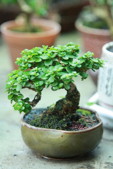 Quale Pino Trasformare in Bonsai 1 Suggerimento: Scegli il pino mugo per trasformare in bonsai la parola chiave quale pino trasformare in bonsai