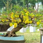 Guida dettagliata: Come fare un bonsai partendo dal seme