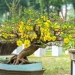 Come Fare Un Bonsai Partendo Dal Seme Guida dettagliata: Come fare un bonsai partendo dal seme