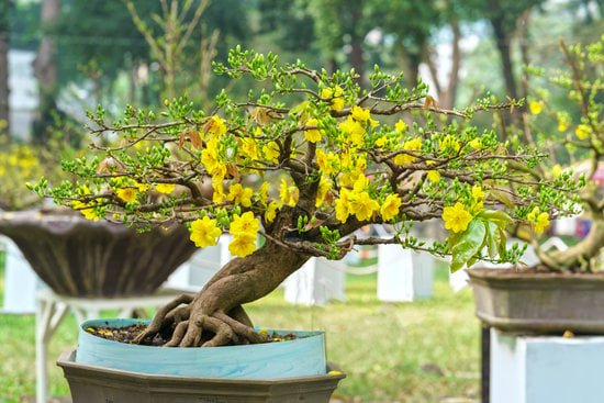 Come Fare Un Bonsai Partendo Dal Seme 9 Guida dettagliata: Come fare un bonsai partendo dal seme