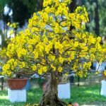 Inizia con le basi: COME COMINCIARE BONSAI con il giusto terreno e potatura