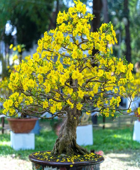 Come Cominciare Bonsai 1 Inizia con le basi: COME COMINCIARE BONSAI con il giusto terreno e potatura