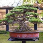 Quando Si Può Lavorare Phillyrea Bonsai Scopri quando puoi lavorare il tuo bonsai Phillyrea per garantirne la salute e la bellezza