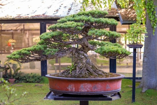 Scopri quando puoi lavorare il tuo bonsai Phillyrea per garantirne la salute e la bellezza