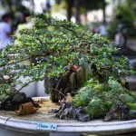 Come Creare Un Bonsai Di Betulla Guida passo passo su come creare un bonsai di betulla