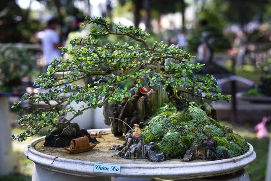 Guida passo passo su come creare un bonsai di betulla