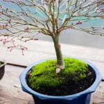 Scopri quale bonsai scegliere: consigli, cura e varietà per principianti e esperti