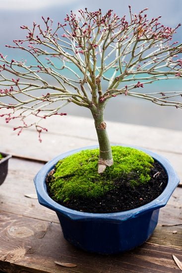 Scopri quale bonsai scegliere: consigli, cura e varietà per principianti e esperti
