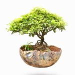Scopri come si cura una pianta di bonsai con questi semplici passaggi