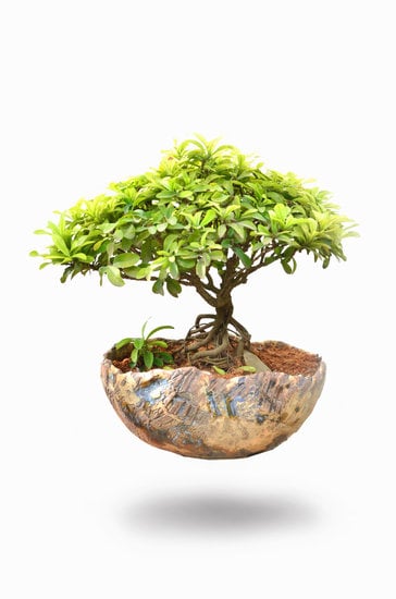 Scopri come si cura una pianta di bonsai con questi semplici passaggi