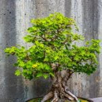 Come Mettere Il Muschio Sui Bonsai Utilizza muschio di sfagno per arricchire il terreno dei bonsai