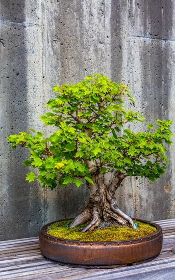 Utilizza muschio di sfagno per arricchire il terreno dei bonsai