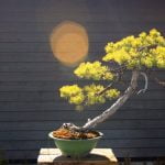 Come Cambiare Vaso Ad Un Bonsai Con Terreno Utilizza un vaso adatto per cambiare vaso al bonsai con il terreno