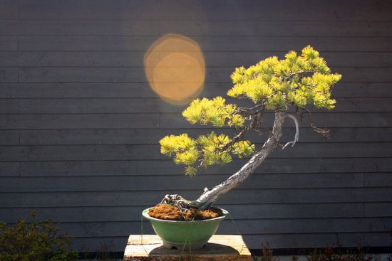 Come Cambiare Vaso Ad Un Bonsai Con Terreno 1 Utilizza un vaso adatto per cambiare vaso al bonsai con il terreno
