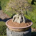 Come Curare Il Bonsai Di Ulivo Guida pratica: curare il bonsai di ulivo con successo