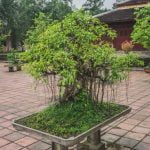 Di Quanta Acqua Ha Bisogno Un Bonsai Scopri di quanto acqua ha bisogno il tuo bonsai per una crescita sana e rigogliosa