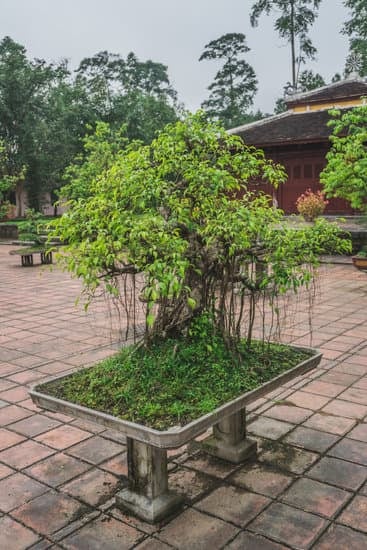 Di Quanta Acqua Ha Bisogno Un Bonsai 1 Scopri di quanto acqua ha bisogno il tuo bonsai per una crescita sana e rigogliosa