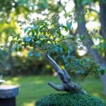 Come Fare Un Bonsai Di Acero Appena Nato Guida pratica: Come fare un bonsai di acero appena nato con successo in pochi passaggi
