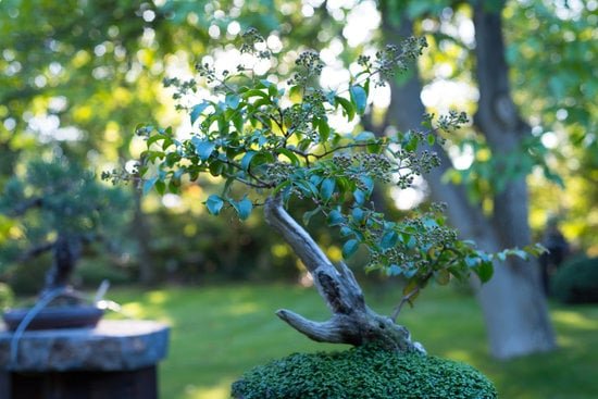 Come Fare Un Bonsai Di Acero Appena Nato 19 Guida pratica: Come fare un bonsai di acero appena nato con successo in pochi passaggi