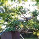 Scopri quando potare il tuo bonsai di bosso per mantenerlo sano e armonioso