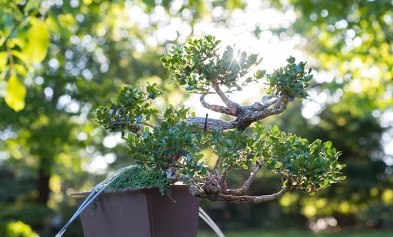 Quando Potare Il Bosso Bonsai 1 Scopri quando potare il tuo bonsai di bosso per mantenerlo sano e armonioso