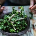Scopri le migliori opzioni su dove comprare bonsai a Roma, leggi le opinioni degli esperti