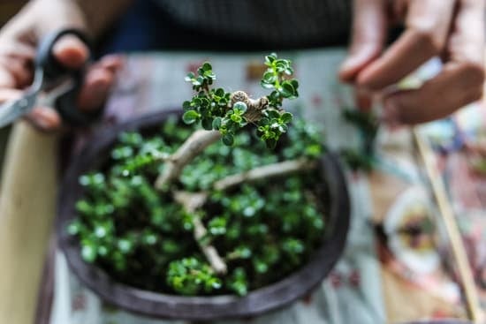 Dove Comprare Bonsai Roma Opinioni 1 Scopri le migliori opzioni su dove comprare bonsai a Roma, leggi le opinioni degli esperti