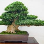 Scopri i segreti su come trattare un bonsai Ficus Ginseng con cura e attenzione