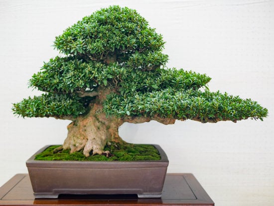 Come Trattare Un Bonsai Ficus Ginseng 1 Scopri i segreti su come trattare un bonsai Ficus Ginseng con cura e attenzione