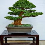 E' Normale Che Il Bonsai Perda Le Foglie Come gestire il problema quando il bonsai perde le foglie