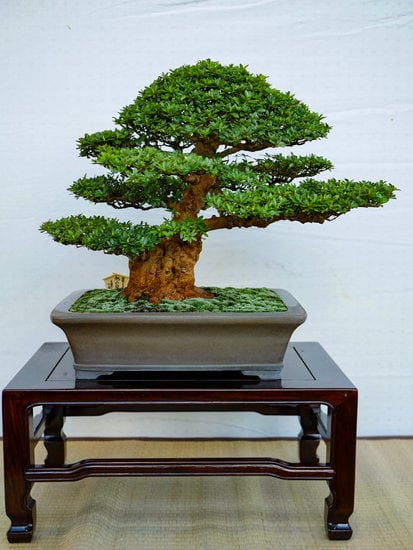 E' Normale Che Il Bonsai Perda Le Foglie 1 Come gestire il problema quando il bonsai perde le foglie