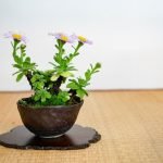 Verifica la necessità di innaffiare il bonsai se il tronco appare morbido