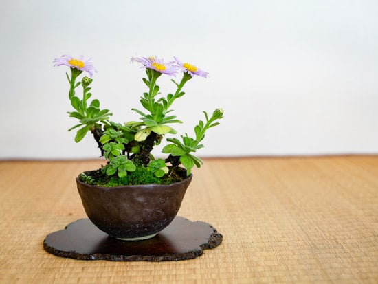 Cosa Fare Se Il Bonsai Ha Il Tronco Morbido 1 Verifica la necessità di innaffiare il bonsai se il tronco appare morbido