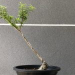 Come Potare Una Acacia Da Seme Bonsai Guida semplice su come potare un bonsai di Acacia da seme