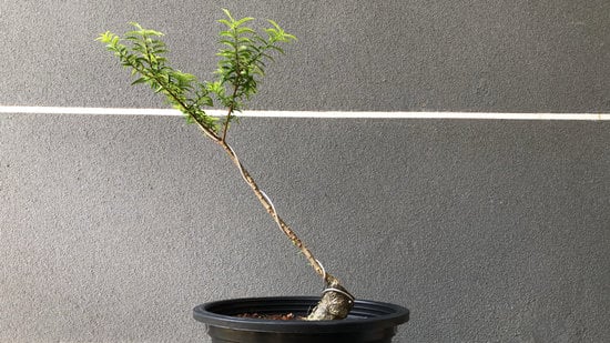 Come Potare Una Acacia Da Seme Bonsai 1 Guida semplice su come potare un bonsai di Acacia da seme